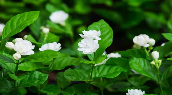 white jasmine flower